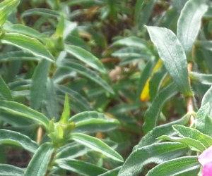 Blaze-4g-sample-image-15738_large